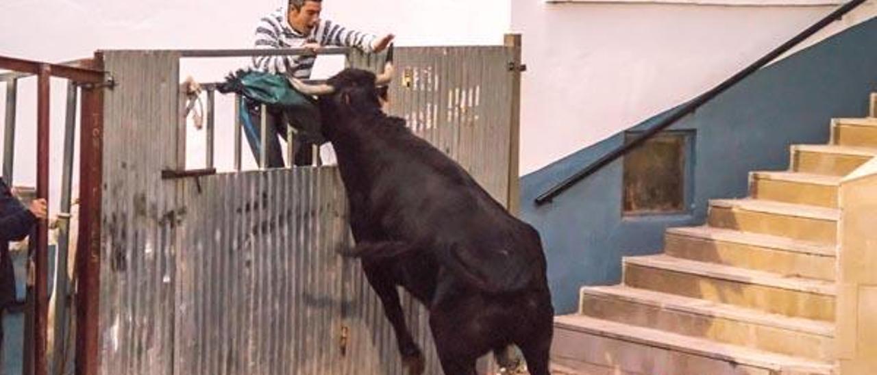 La peña taurina de Gestalgar cumple una década