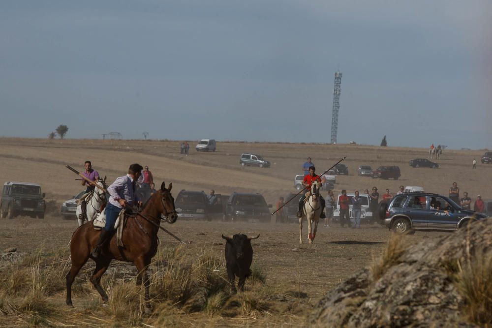 Encierro campero Pereruela