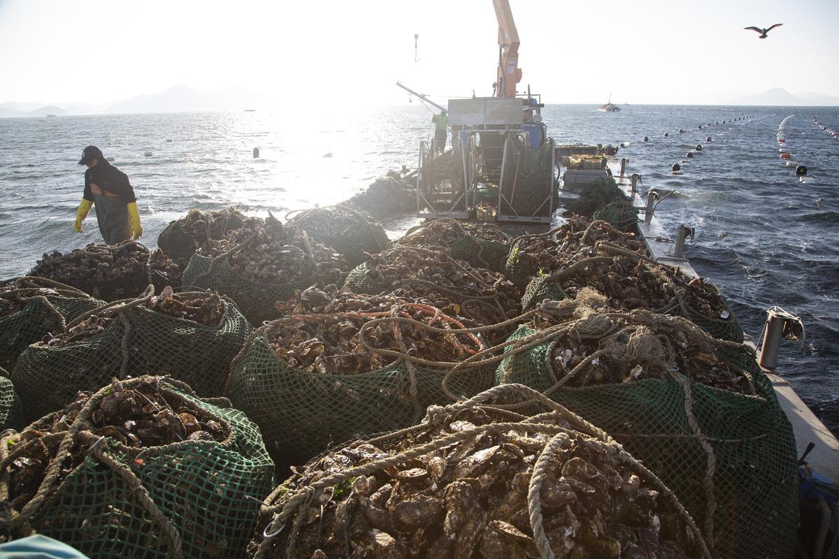 Auge del cultivo de ostras en Tongyeong (Corea del Sur)