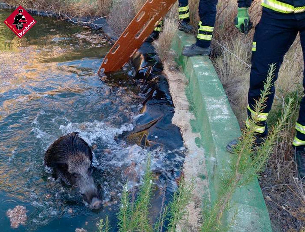 Rescatan a un jabalí que había caído a una balsa de riego de Calp