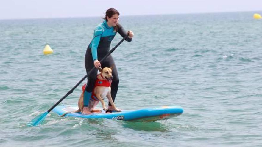 Una de les activitats de pàdel surf per a gossos.