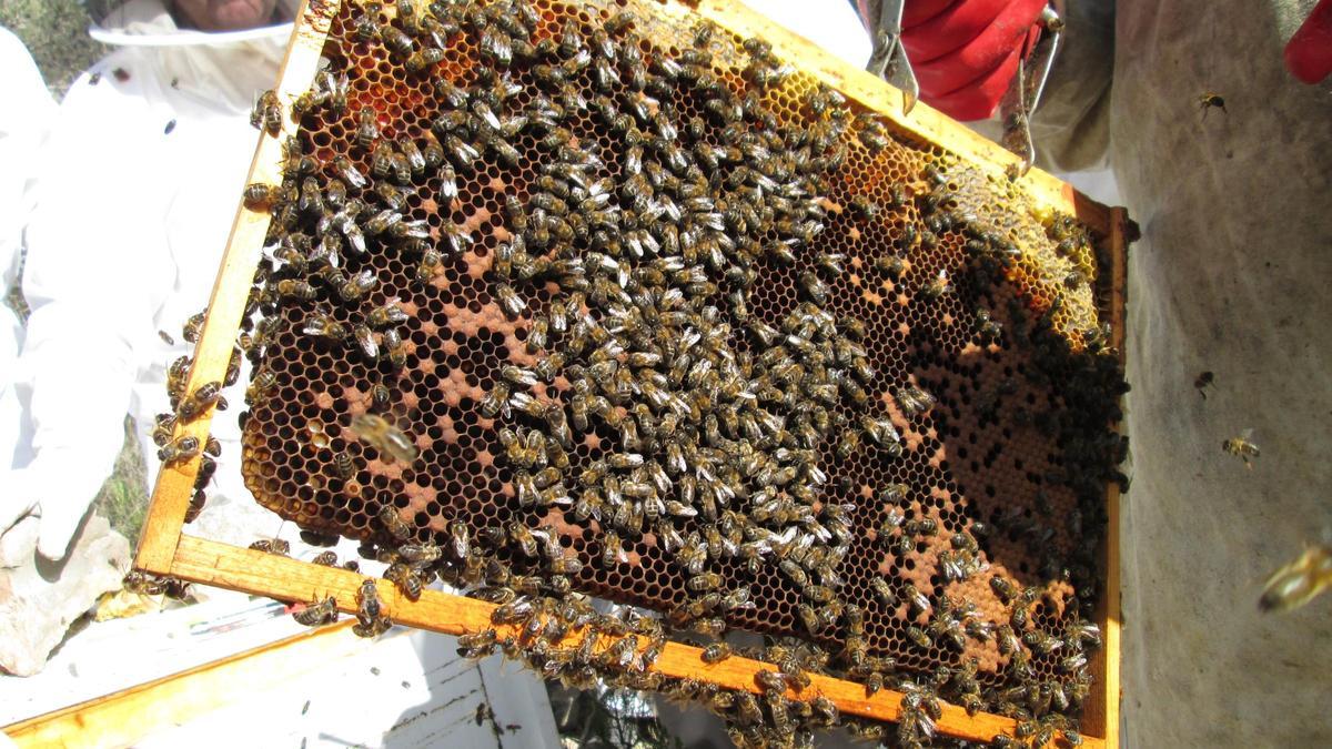 Un apicultor ibicenco maneja un cuadro de una colmena