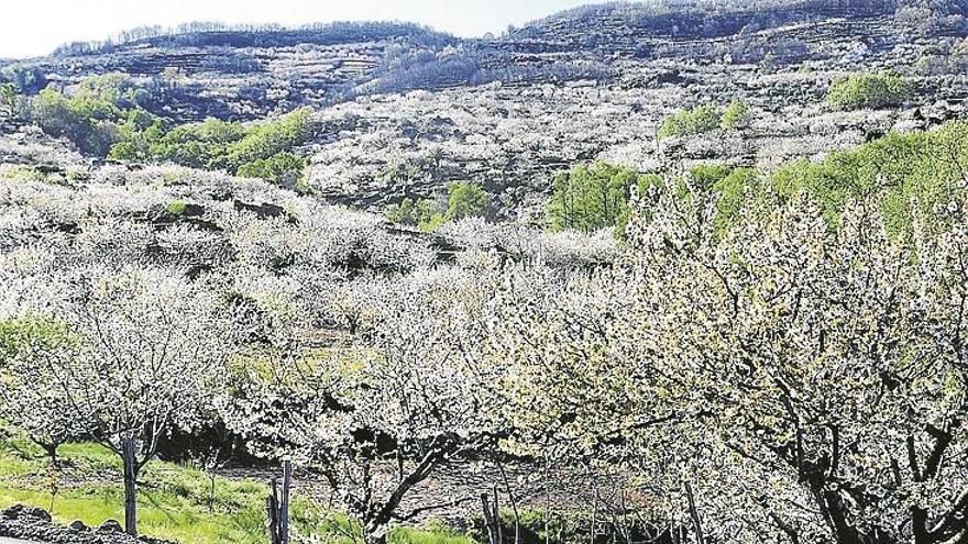 Los cerezos en flor ilustran el cupón de la ONCE