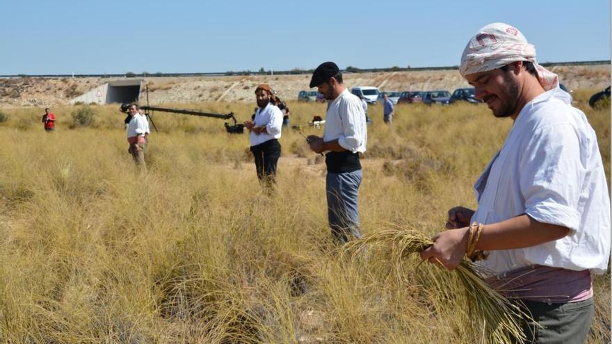 Varios trabajadores recogen en la Sierra de la Cabeza de Cieza los tallos que más tarde se utilizan para el arte milenario y artesano de la &#039;Cultura del Esparto&#039;.