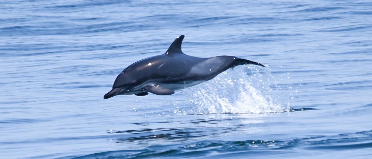 Un delfín en pleno &quot;vuelo rasante&quot; estudiado por el centro de investigación con sede en O Grove.