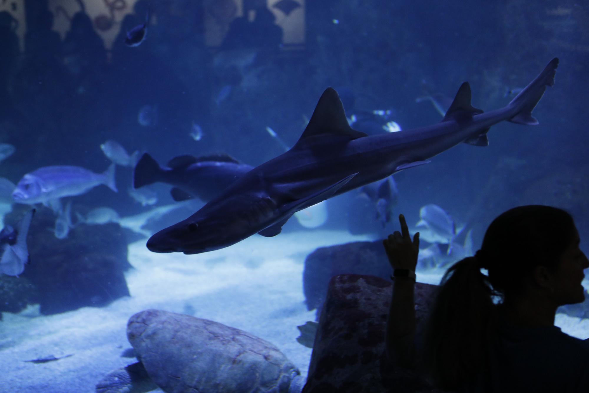 En imágenes: Así funciona por dentro del Acuario de Gijón