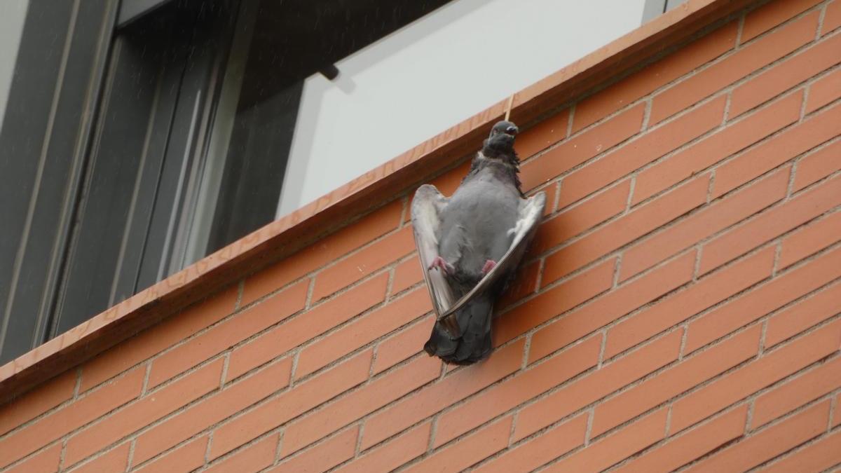 La paloma apareció colgada en el alféizar de un edificio en Valladolid.