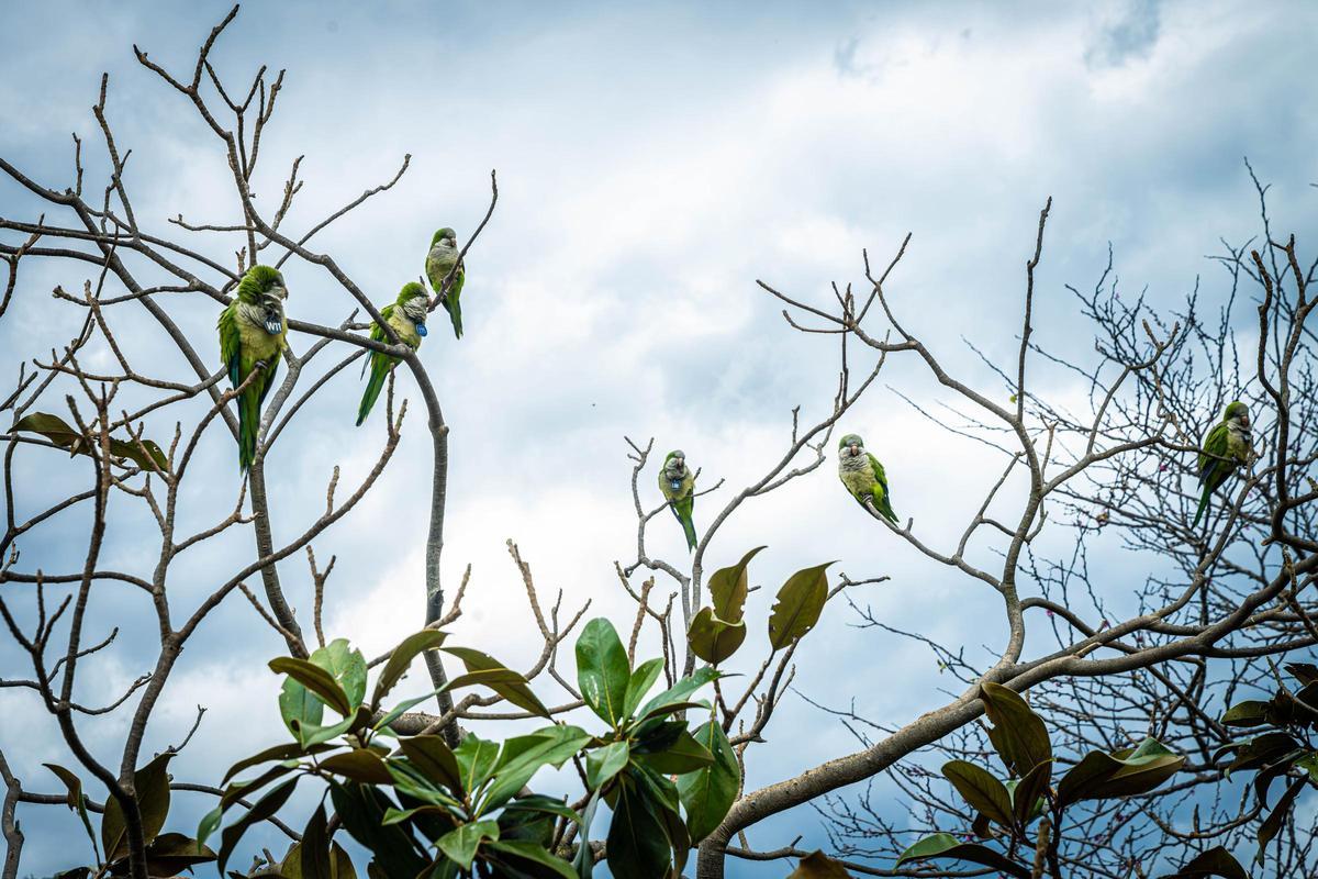 Cotorras argentinas en el parque de la Ciutadella.
