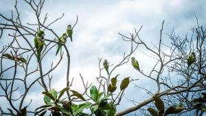 Cotorras argentinas en el parque de la Ciutadella.