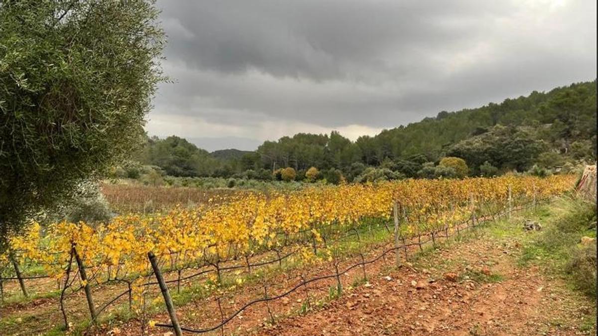 -Kommense-rauf-k-nnense-runtergucken-das-Weingut-Es-Verger-produziert-Bio-Weine-hoch-ber-Esporles