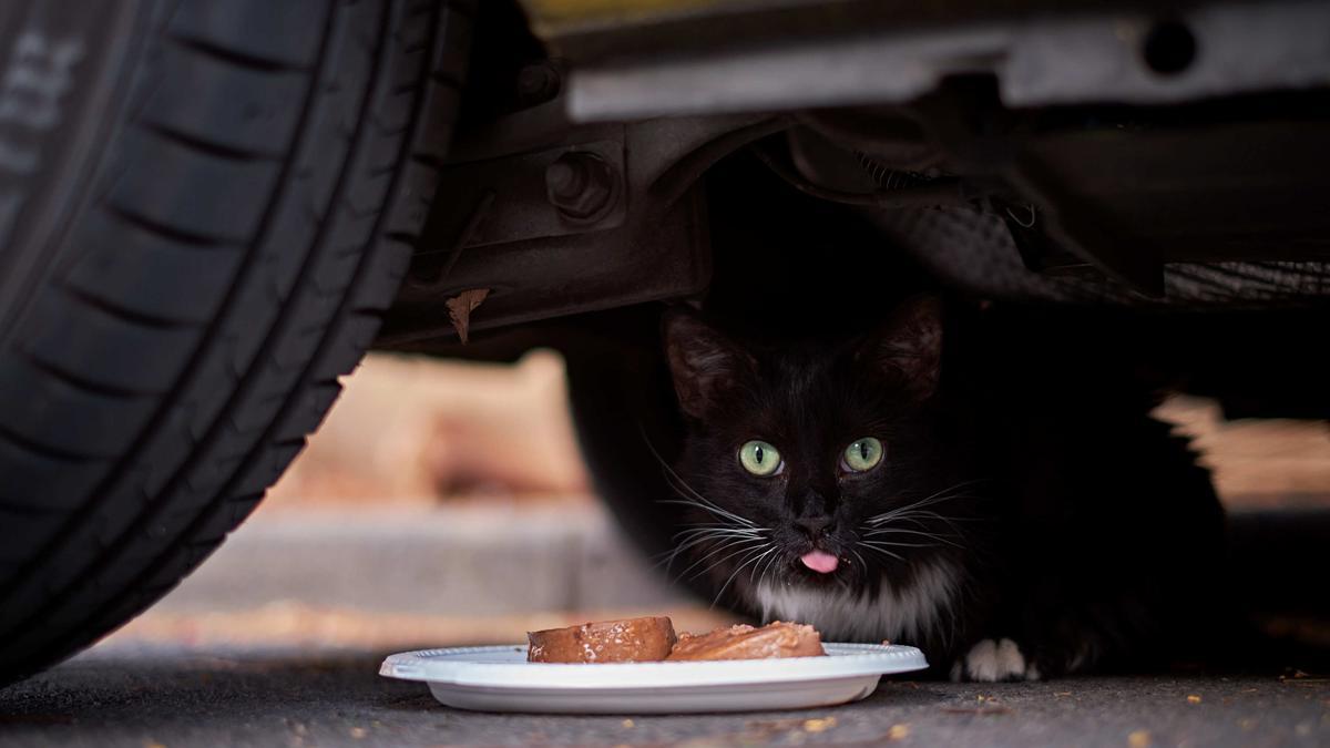 Uno de los numerosos gatos que hay en Santa Cruz.