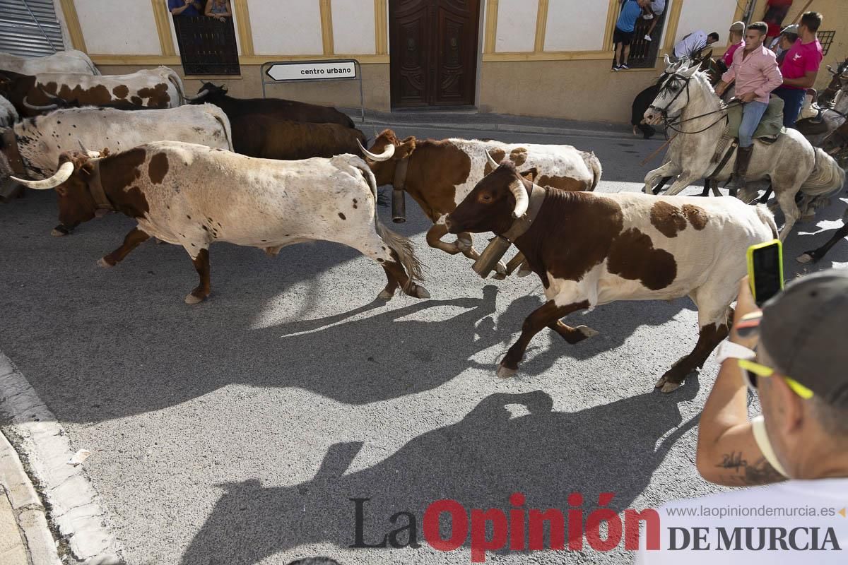 Cuarto encierro en las Fiestas de Moratalla