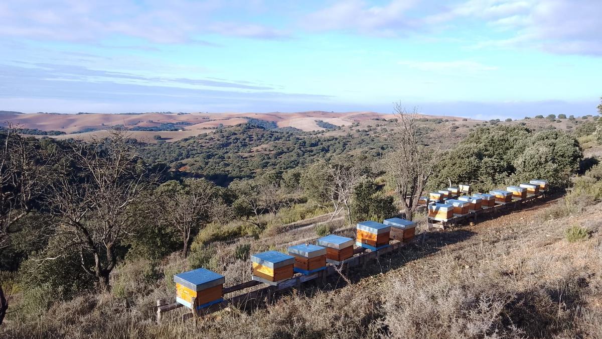 Julio Yagüe ha apostado por la apicultura ecológica para hacer frente a los efectos del cambio climático.