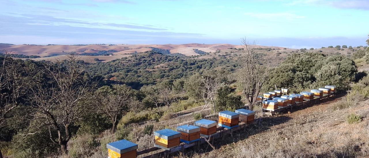 Julio Yagüe ha apostado por la apicultura ecológica para hacer frente a los efectos del cambio climático.