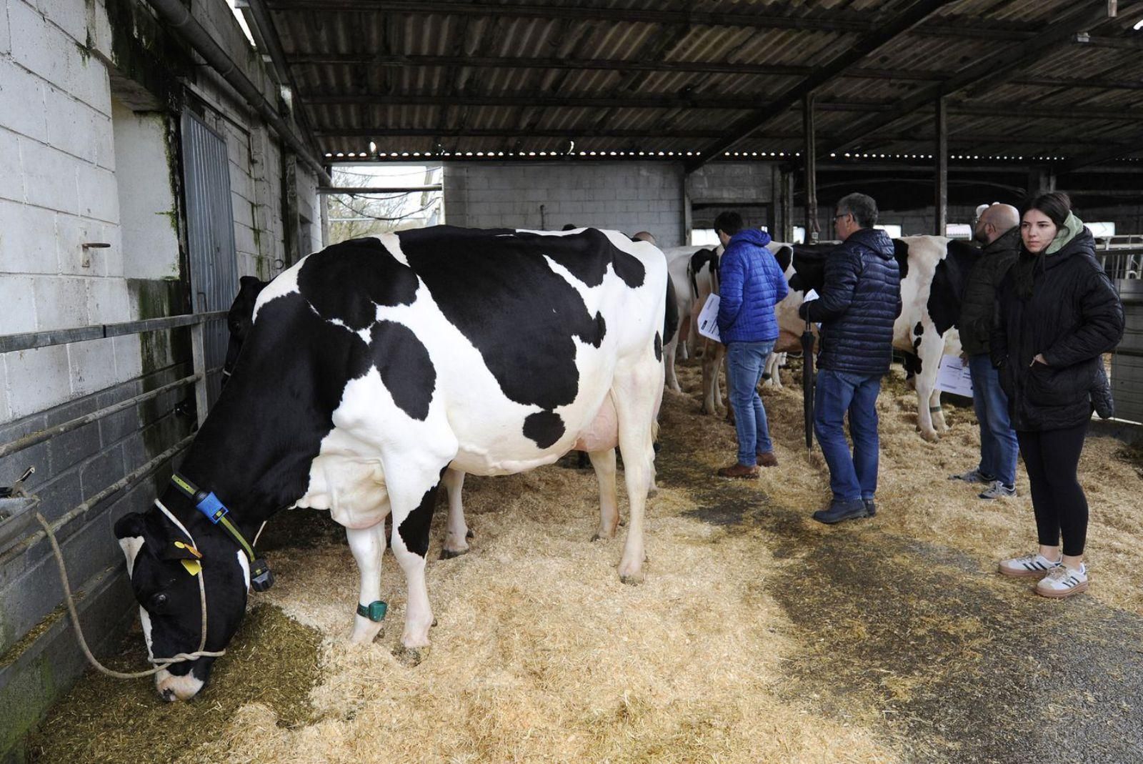 Subasta de vacas frisonas en la Finca Mouriscade en abril de 2024. | Bernabé/Javier Lalín