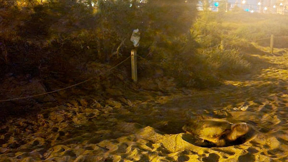 Die Meeresschildkröte bei der Eiablage am Strand Can Pere Antoni in Palma.