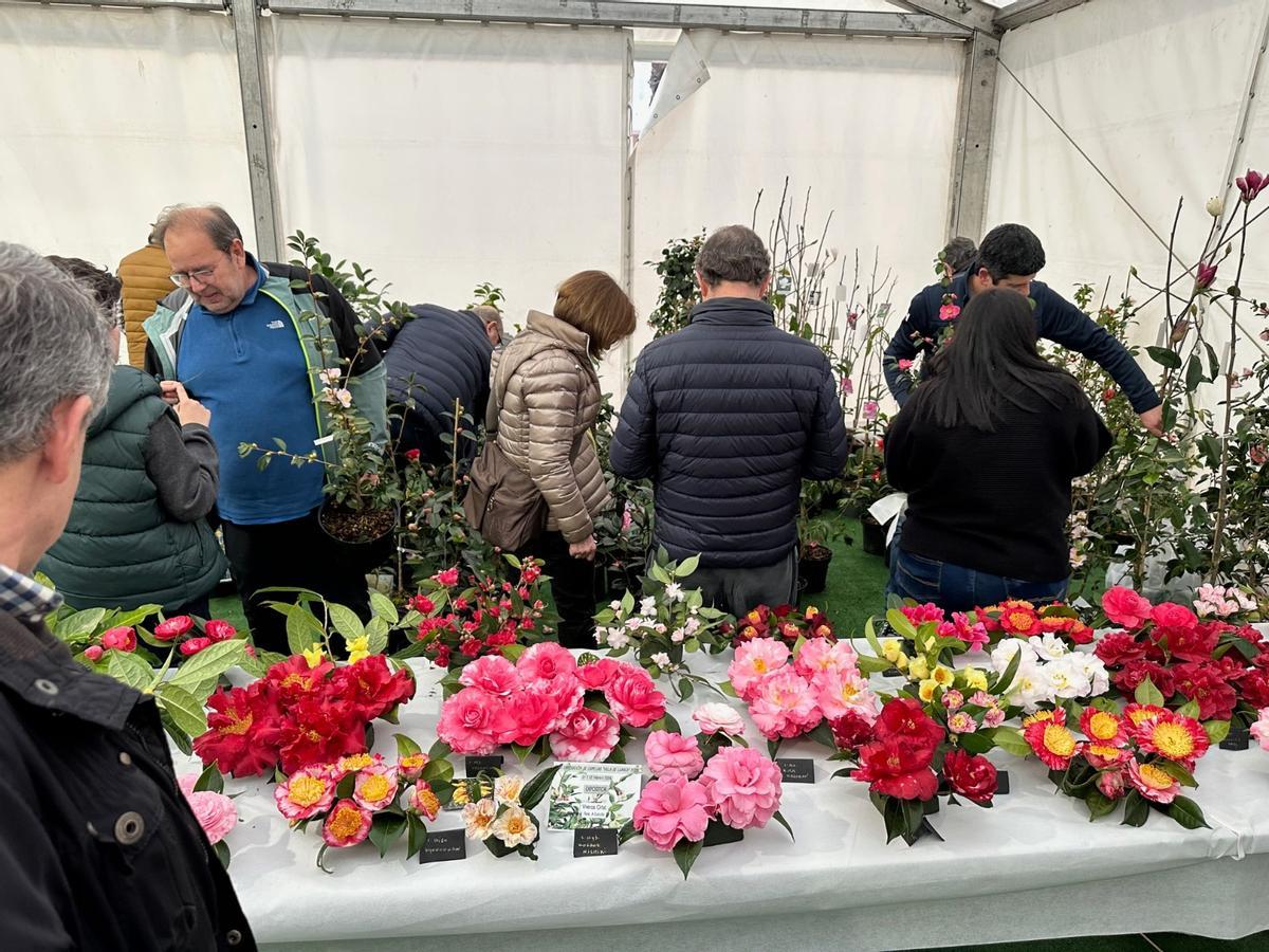 En imágenes: las camelias arrasan en Luarca
