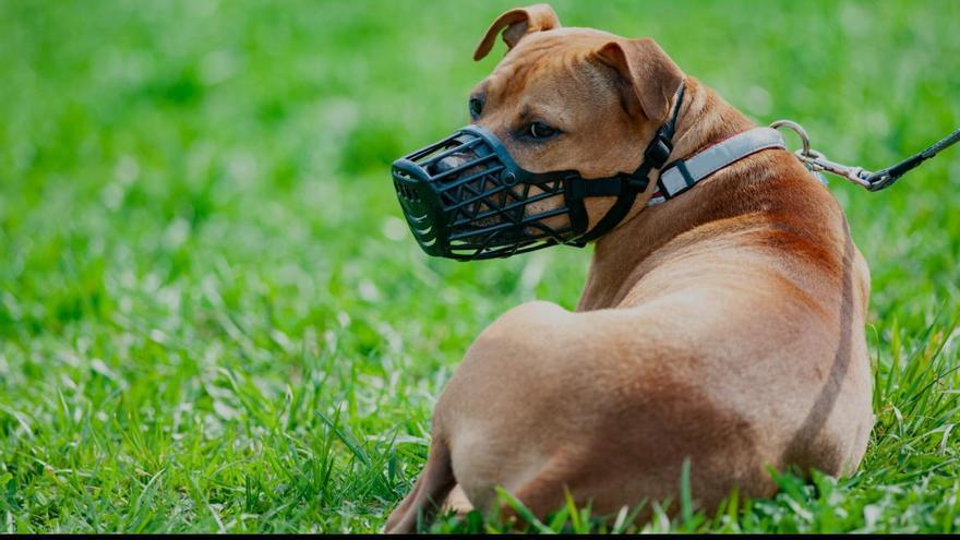 Arucas impone una multa de 9.000 euros y confisca dos perros potencialmente peligrosos tras varios ataques en Montaña de Cardones