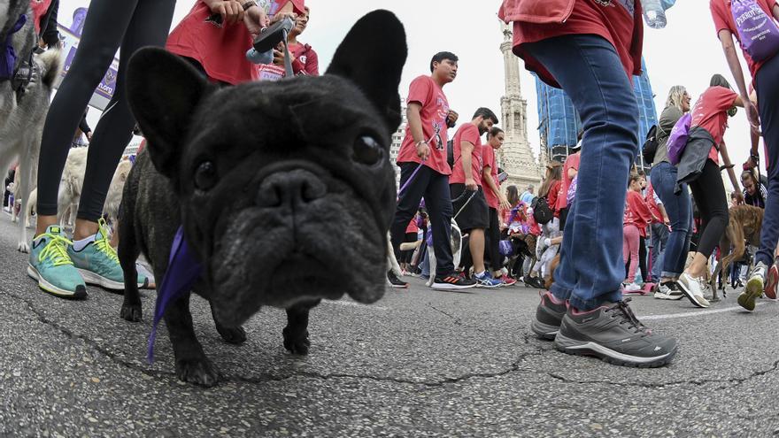 Cientos de perros corren en Madrid contra el abandono y el maltrato animal