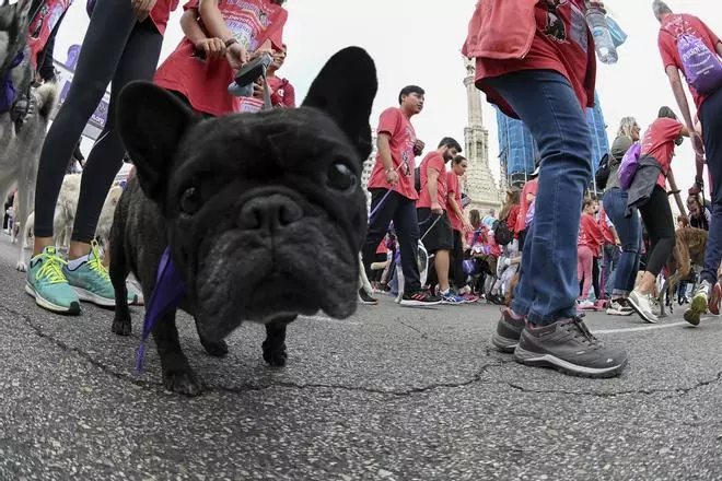 Cientos de perros corren en Madrid contra el abandono y el maltrato animal