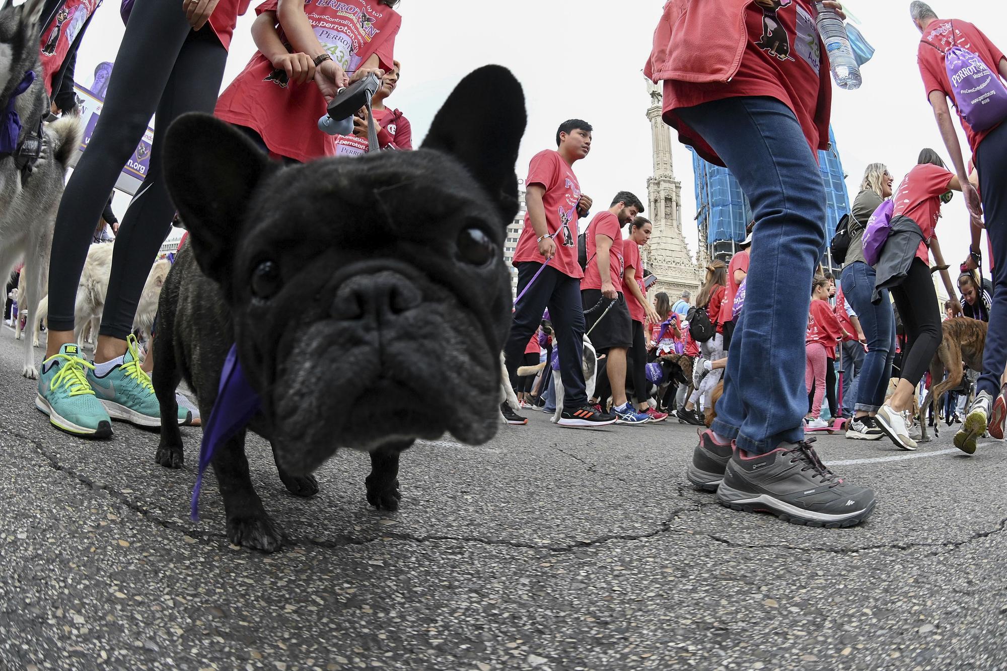 Perrotón 2022 reúne en Madrid a decenas de perros contra el abandono y el maltrato animal