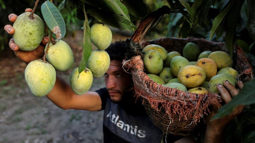 El mango, protagonista de un simposio internacional en Málaga