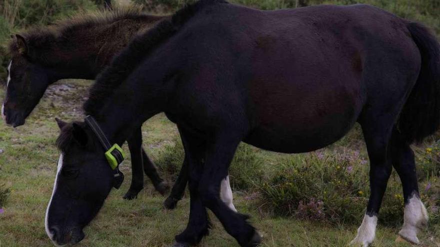 El primer ejemplar de las manadas de Sabucedo al que se colocó el collar GPS.