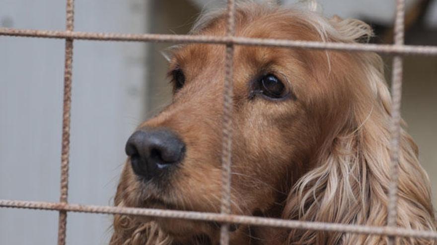 Un perro recogido por una protectora.