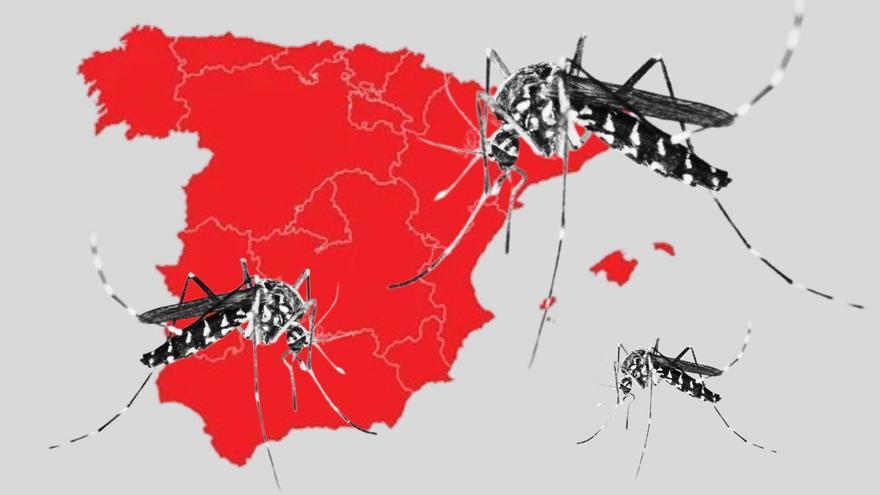 De Madrid a Murcia: así es el truco típico de España para espantar a los mosquitos que copian en el resto del mundo