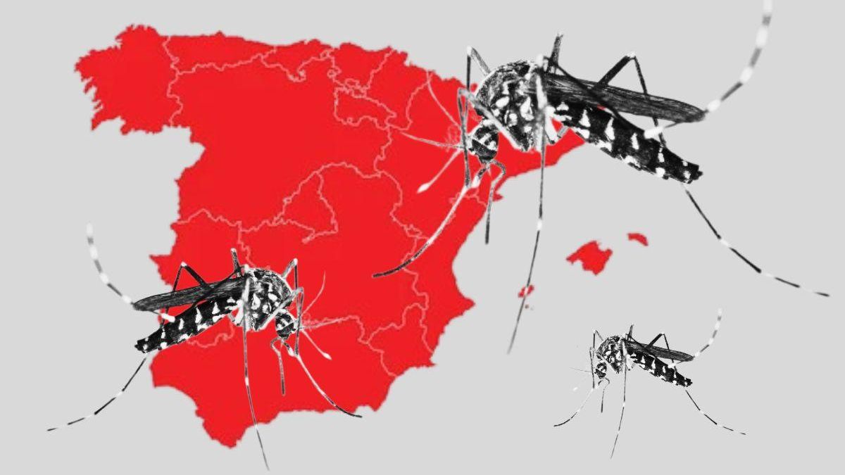 De Murcia a Madrid así es el truco típico de España para espantar a los mosquitos que copian en el resto del mundo