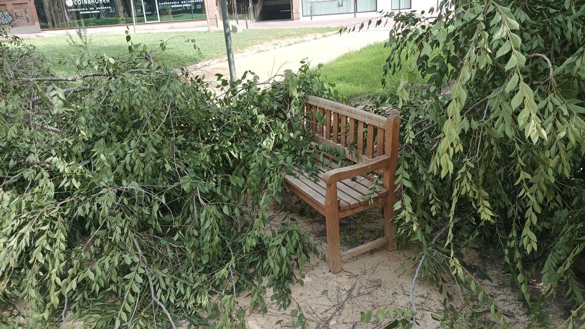 EFECTOS VIENTO HURACANADO DE ANOCHE EN CALLES Y JARDINES DE MURCIA