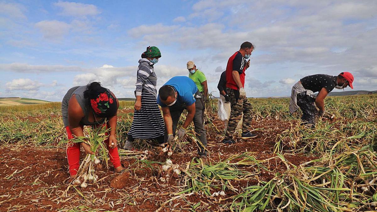 Jornaleros recogen los ajos, durante la pasada campaña, en una finca de la provincia de Córdoba.