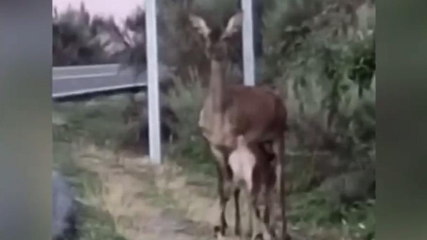 VÍDEO | Una cierva amamanta a su cría al pie de la carretera en Sanabria