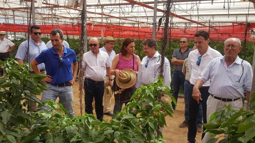 El campo de Cartagena aumenta la producción ecológica en más de un 30%