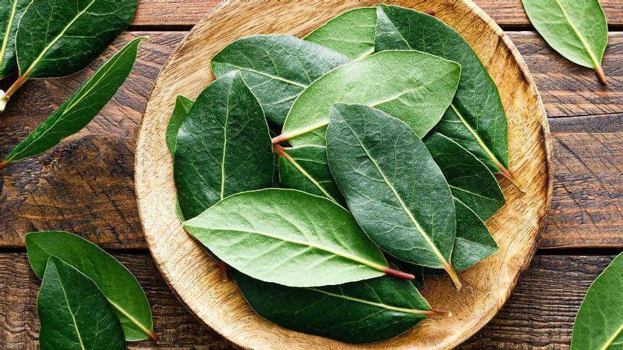 Hoja de laurel: el lugar en el que debes colocarla y que cada vez hace más gente