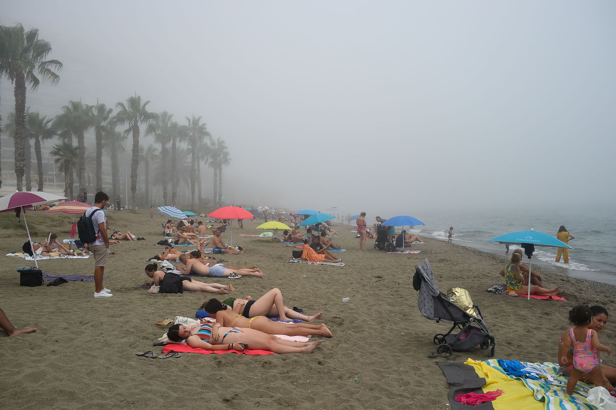 El taró cubre el litoral de Málaga