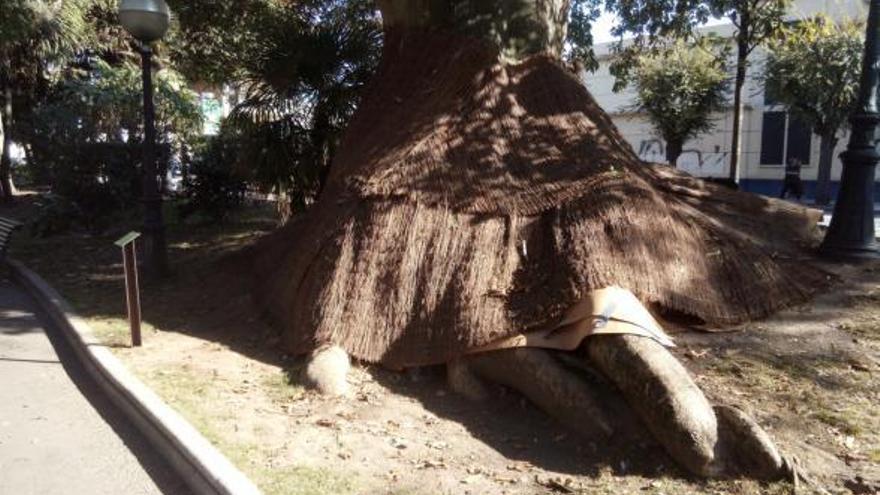 Arco Iris denuncia daños en árboles de Méndez Núñez por los orines del &#039;botellón&#039;
