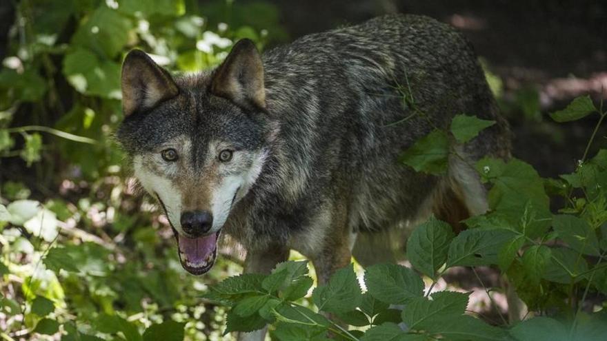 Polémica en Italia por el plan del Gobierno de cazar a los lobos
