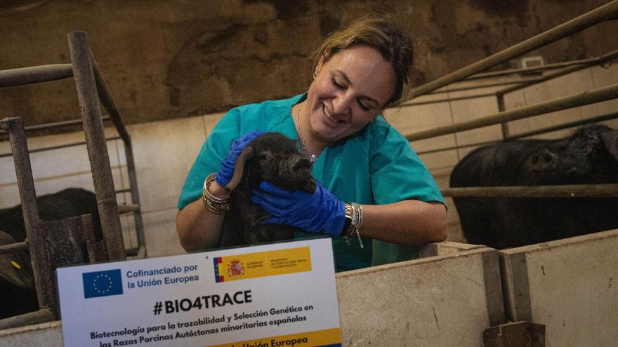 The Extraordinary Journey of Doctor Pol and the Black Pig