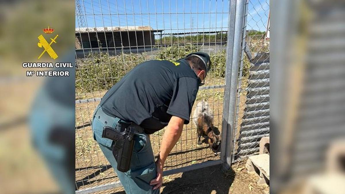 La Guardia Civil localiza un rebaño oculto con 29 ovejas y cabras sin control veterinario en San Miguel de Salinas