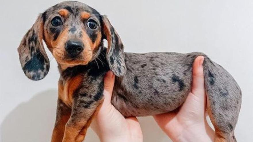 PERRO SALCHICHA ARLEQU N Todo Sobre La Raza Teckel Merle O Dachshund