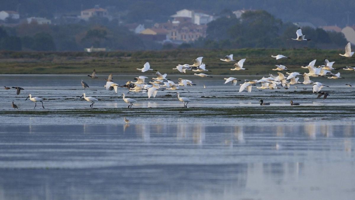 El programa Galicia Birding, de Turismo de Galicia, sostiene que “en la carretera que atraviesa el istmo de A Lanzada podemos parar en cualquiera de sus observatorios y observar la mayoría de las especies de la zona, como la espátula común, archibebe claro, correlimos gordo, archibebe común, ostrero euroasiático, zarapito real y trinador, ánade friso, cerceta común o gaviotas de diferentes especies”.