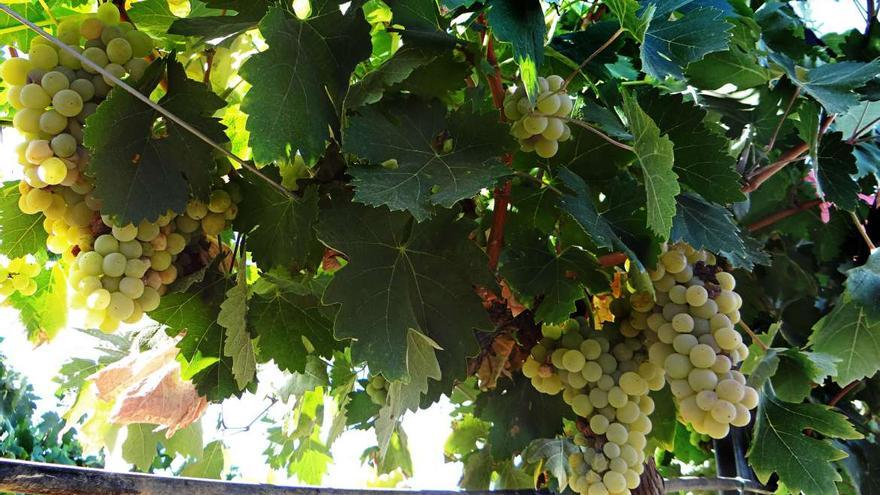 Tramitados 387 mil euros de ayuda a la cosecha verde de uva