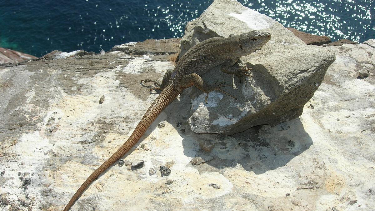 Un ejemplar de lagarto gigante de Tenerife, descansando en una roca.