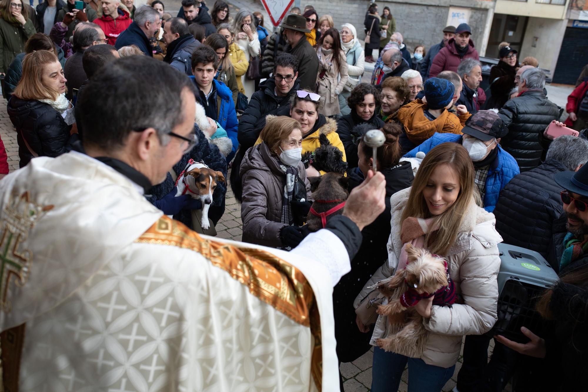 Los animales reciben la bendición por San Antón en Zamora