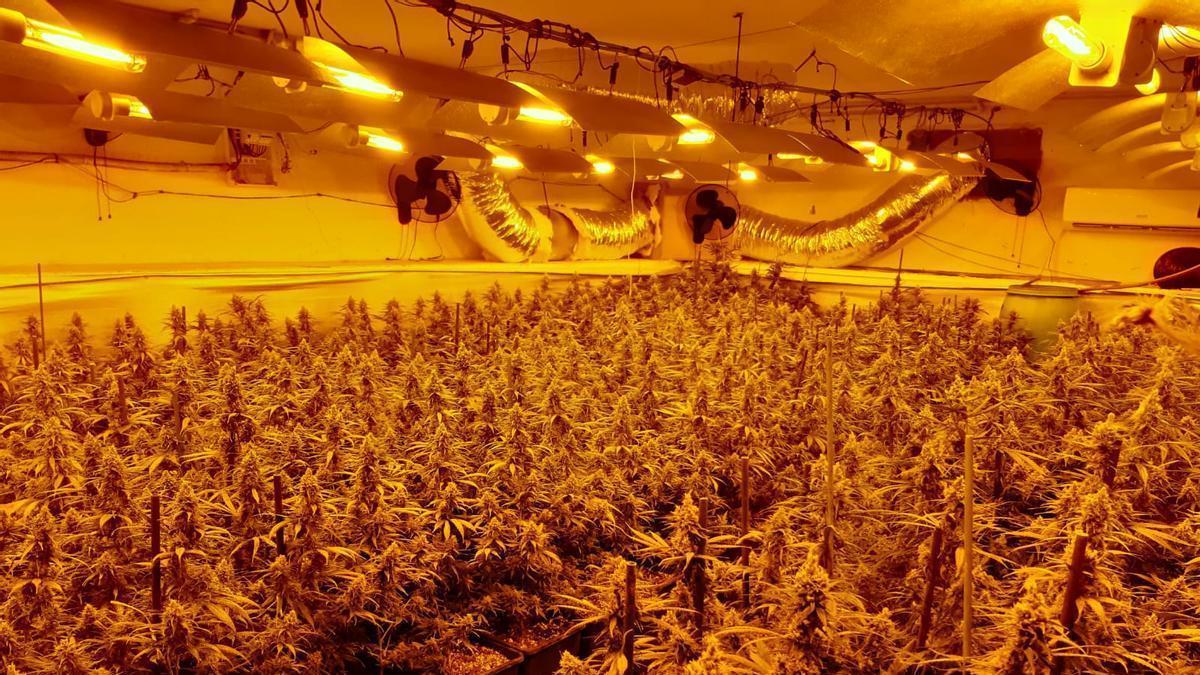 Una plantación interior de marihuana.