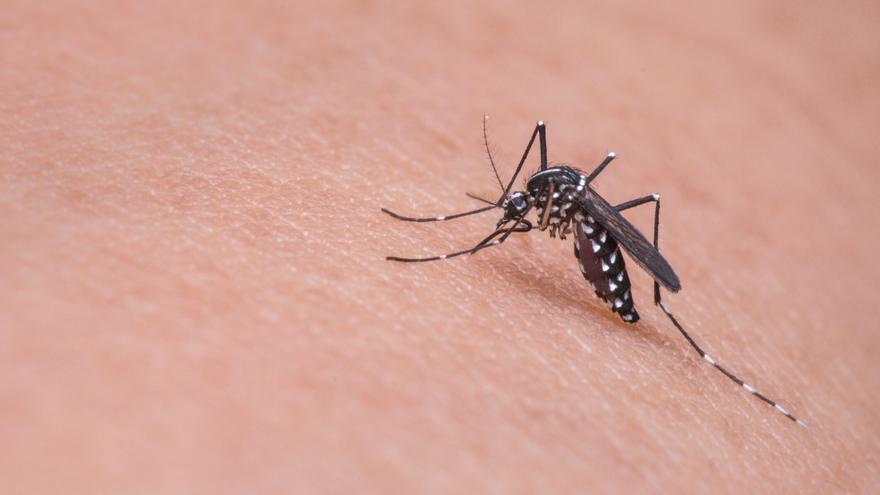 Ejemplar de mosquito tigre