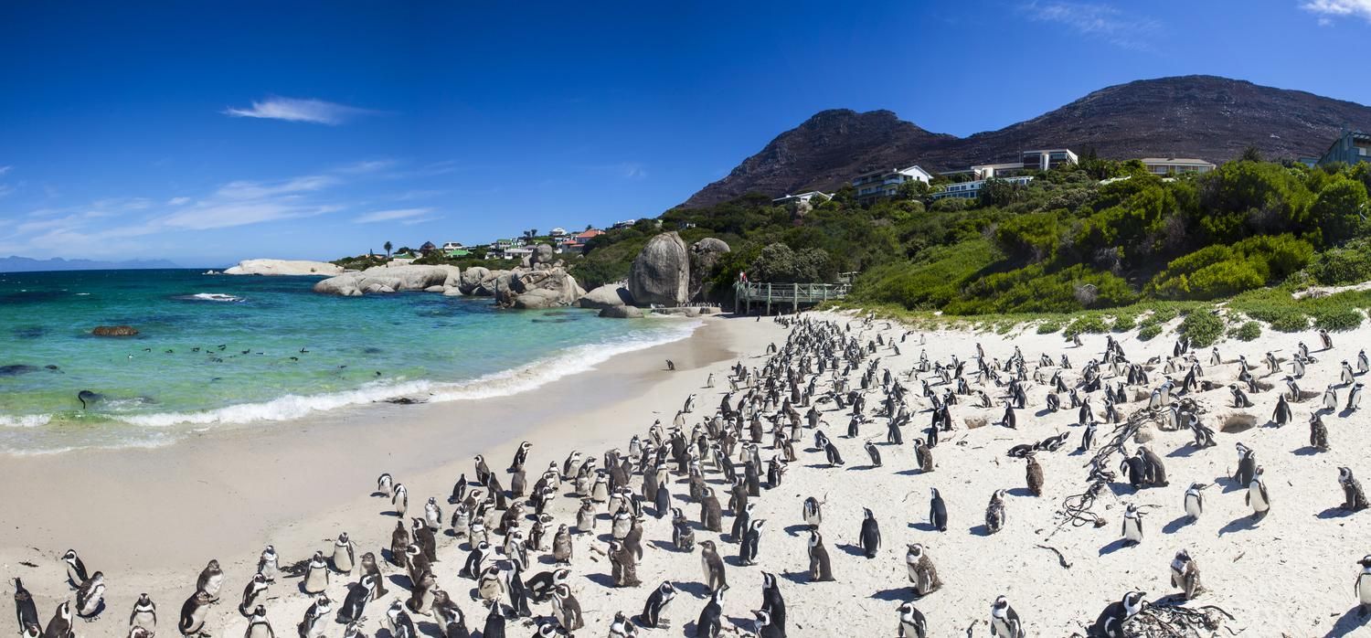 Pingüinos en Ciudad del Cabo.