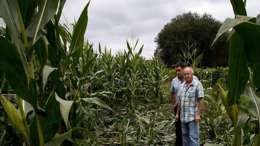 David y Manuel Ángel Martínez, en un terreno de maíz en Riberas.