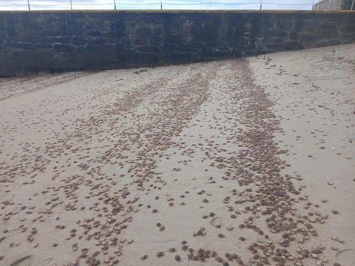 Playas de Galicia llenas de cangrejos patudos